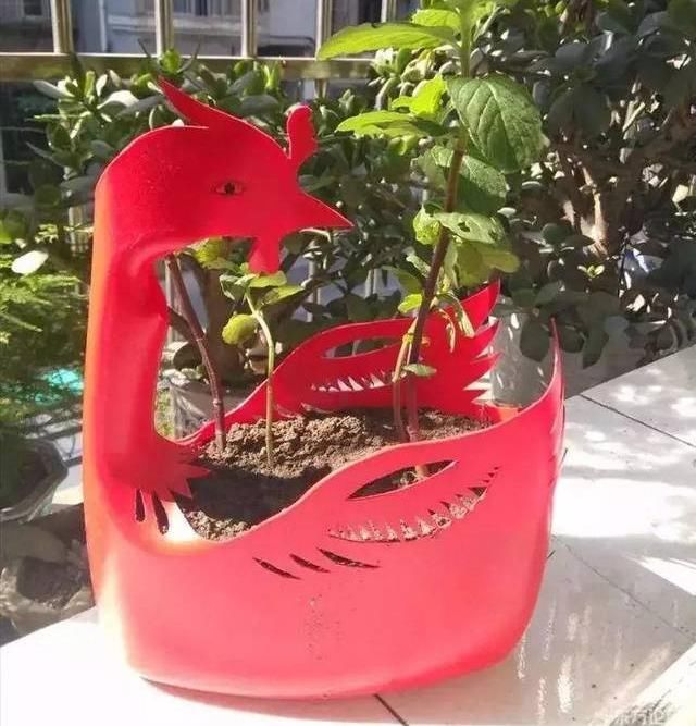  下次@不起眼的塑料瓶，养花的神器，什么都能干，下次可不要丢了
