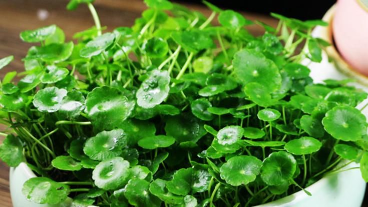  [财源]这些“宝地”摆盆铜钱草，不仅花长得旺，财源也旺，主人腰缠万贯