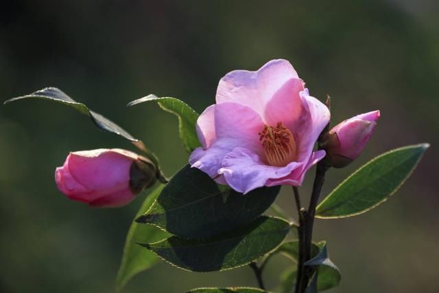 室内种植茶盆景最雅致！福建茶最受欢迎，你会制作吗？