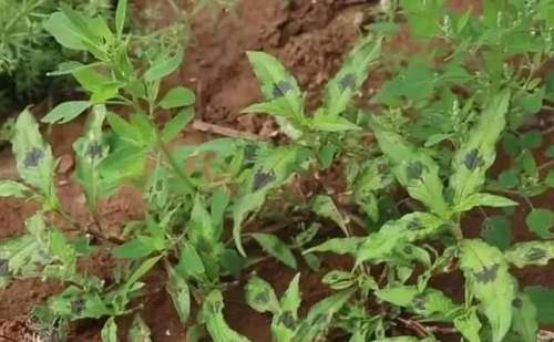 农村这种野菜，人称“黑点菜”，农民以为有毒，殊不知价值珍贵