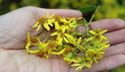 人称@人称“千里光”,过去农民见到就拔掉,孰不知作用大,一斤卖15元