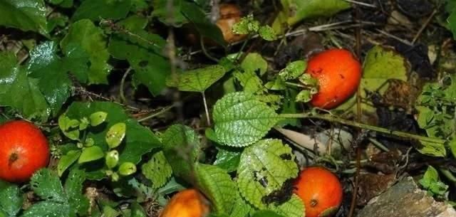  [药用价值]农村一种“野黄瓜”，过去烂一地没人要，如今价值珍贵90元一斤