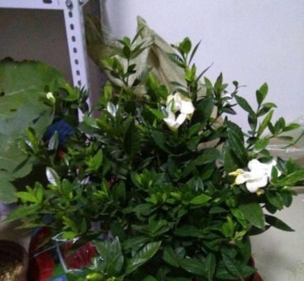  黄叶：栀子花黄叶、掉蕾，开花数量变少，学会这几招，繁花似锦没问题