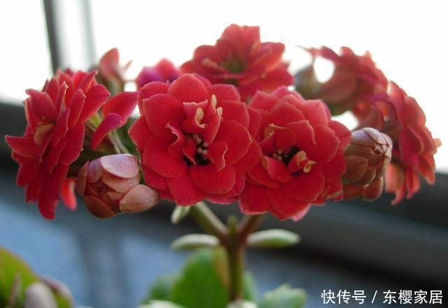 「开花」3种花适合养在客厅,四季开花招财纳福,颜色鲜艳招人喜欢,好养