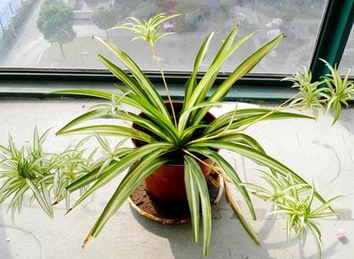 『叶片』5种“懒人花”,管理的越好死的越快,不管不问反而长爆盆,超美