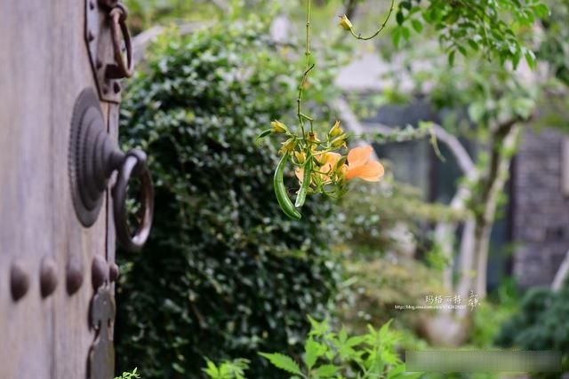  「春天」随笔：那些树果实还没掉都发芽了