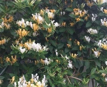  花卉盆栽■阳台养3盆“墙壁花”，一开花就爬满墙，半月不到变成“花阳台”