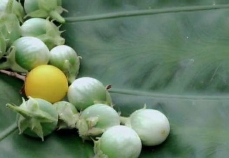 这种植物，蛇一见到就跑，价值非常珍贵，农民叫它“蛇不过”