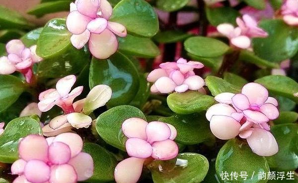  【枝条】路边挖一棵马齿苋，养成老桩做盆景，开花一层层，真值钱了