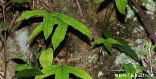  植物：生长在岩石旁的植物，它的叶子像鸭脚掌，如今是一味草药