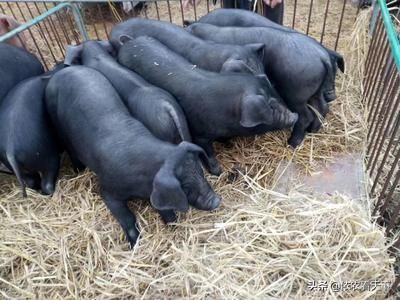 猪年说猪，农民养的猪大部分是外来品种，来认识一下中国土著猪