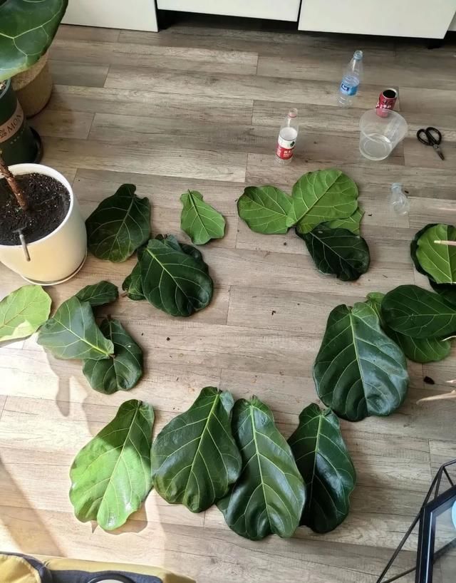  #散射光好#3种树，每月砍1刀，呼呼疯狂冒新芽！