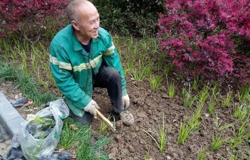  值得：菖蒲做盆景居然这么美，养菖蒲这些妙招值得学习，不黄叶干尖