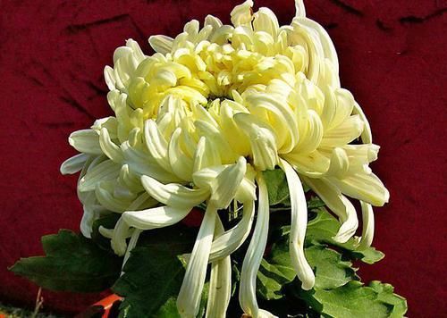 『喜欢』喜欢菊花,不如养盆“珍奇名菊”禾城狮吼,似新婚燕尔,娇羞高雅