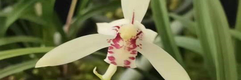「富贵」喜欢菊花,那就养盆荷包花,花开似荷包,寓意富贵吉祥,艳丽多姿
