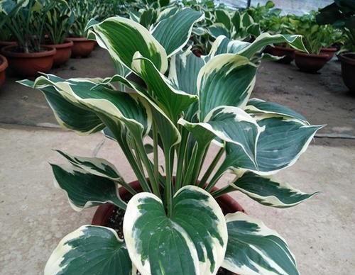  『植物』玉簪花喜阴开花美，稍稍晒太阳有好处，将叶子养得比花还美