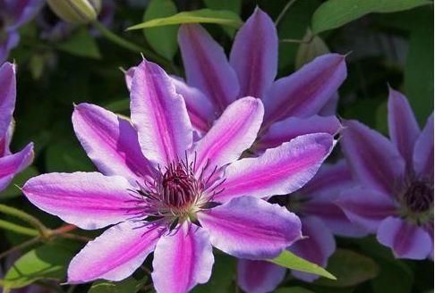 『艳丽』养花就养艳丽的,花色似胭脂,花朵娇柔优雅,盛开时繁花似锦,美