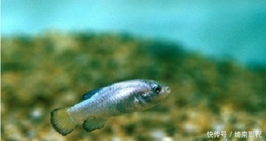 世界上生命力最顽强的鱼，在沙漠挣扎了上万年