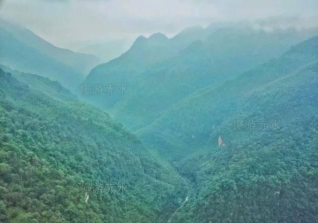  「火柴」曾经是贵州赤水山民的烧火柴，现在为国家明令不准外流的稀世珍宝