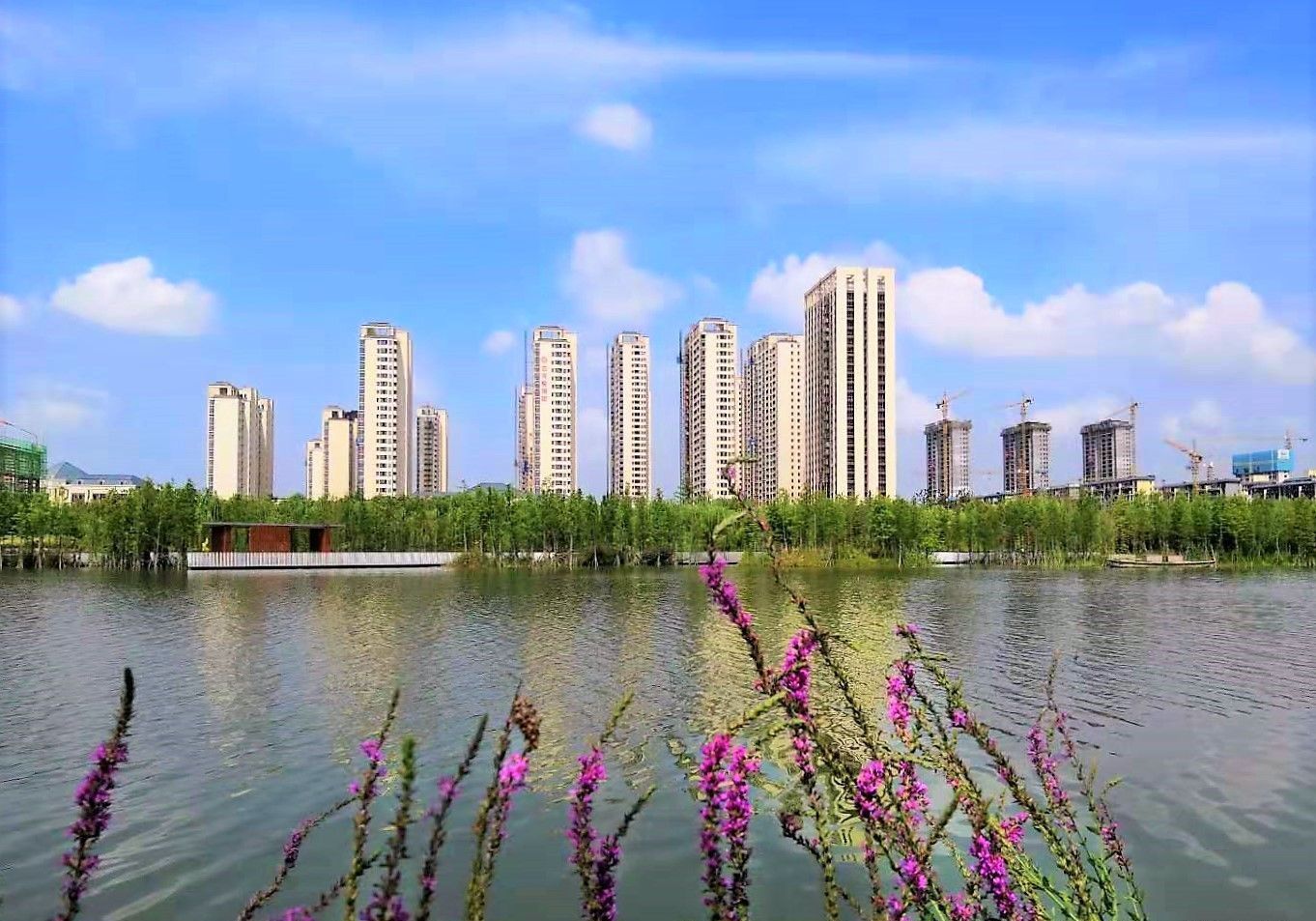 农村金蝉价格越来越贵，市场价每斤100元，原因在哪里?