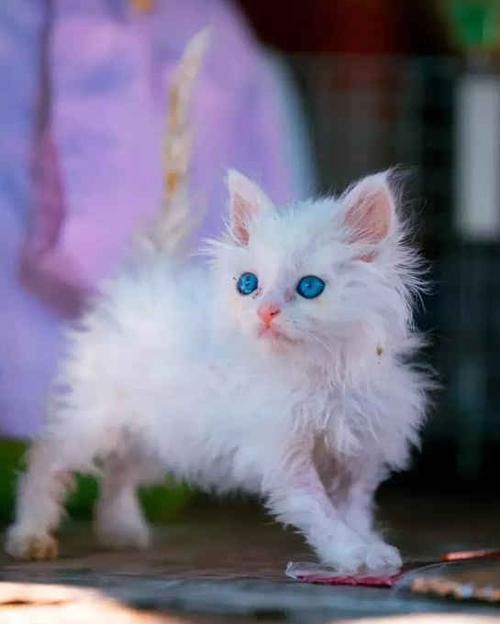  [生活]阿姨捡了一只流浪猫，洗澡后被猫咪颜值惊艳这么漂亮还有人扔