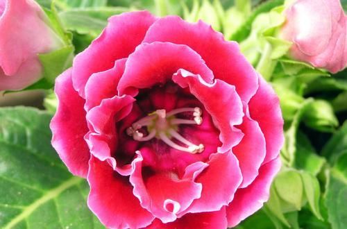 #家里#养花就养3种花，家里养一盆，开花漂亮花期长，谁养谁喜欢