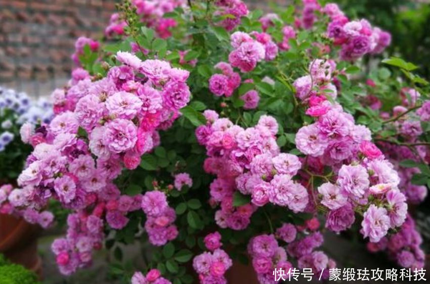  懒人@懒人就养“4种花”，给点阳光就灿烂，花开一茬接一茬！