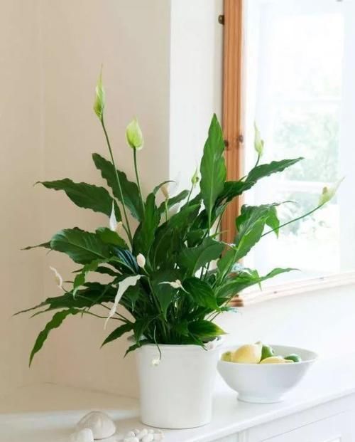  #适合#这些耐阴植物养办公室桌面上很适合，养几年都不会挂
