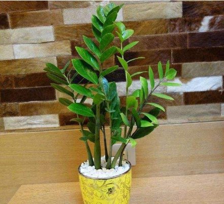 「财运」这4种花一脸的“富贵相”，养在阳台八方来财，财运福气挡不住！