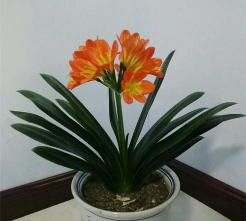  「盆栽植物」家家都有的天然“有机营养液”，能促根壮、促叶绿、促花开更多