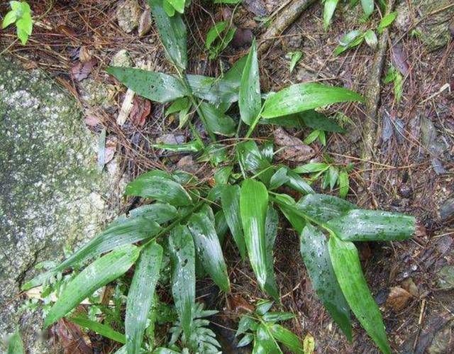  『观赏价值』叶片翠绿的“1种草”，被称为“淡竹叶”，比绿萝好看，还珍贵！
