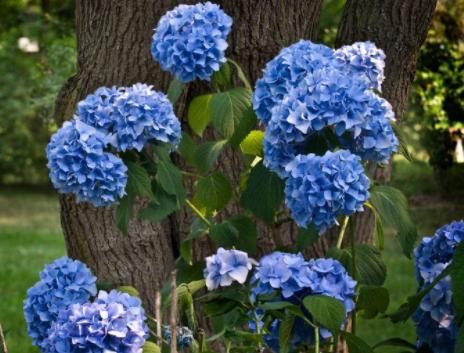  「绣球」生活中就养“3种花”，花开香飘四溢，能从年初“香”到年尾