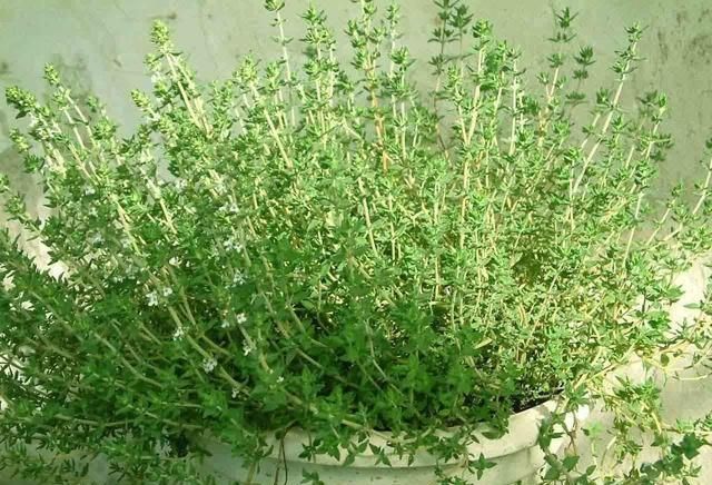  『完美』这种植物保存在厨房里。他们是完美的服务和挑选！
