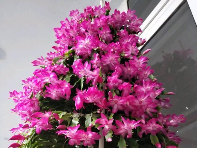  冬季养护■冬季适合养什么花卉？5款冬季开花花卉，总有一款适合您！