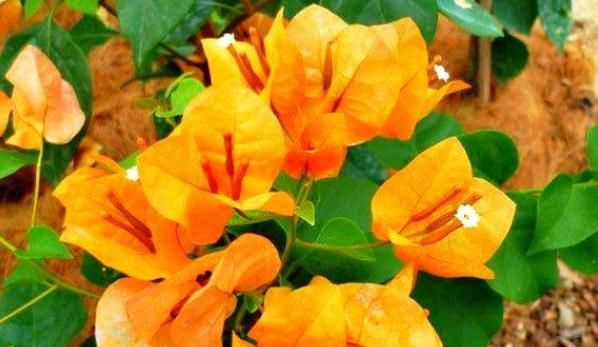 柠檬黄@喜欢菊花,不如试试“开花机器”柠檬黄三角梅,花开爆盆还好养!