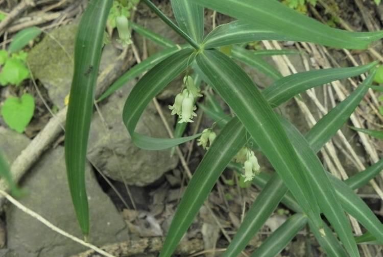  植物|一种植物叫“鸡头参”，价值很珍贵，遇到莫忽视！