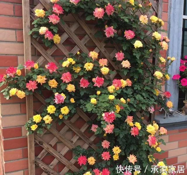 #起劲#3种开花劳模,一个比一个开得起劲,一开就是一面花墙!