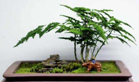  『家里』这3种超级耐阴花，家里没光都能嗖嗖长！好看又好养，快进来看看