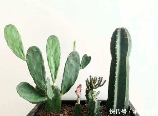  [不死鸟]4种“懒人花”，耐旱好养，丢阳台1个月不浇水，反而枝繁叶茂！
