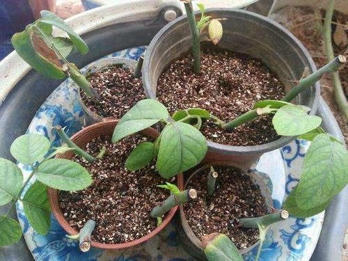  「扦插」养花繁殖的多种姿势，总有一种适合你