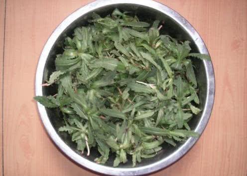 农村一种常见野草七七芽，农民总用来泡菜吃，如今发现是护肝能手