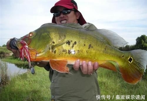  #拼命#以美丽凶悍著称的孔雀鲈，遇见鱼饵拼命追，想钓点别的鱼都困难
