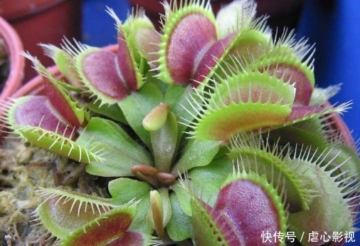  [花王]世界最重的“食人花”，有“世界花王”之称，一生只开一次花！
