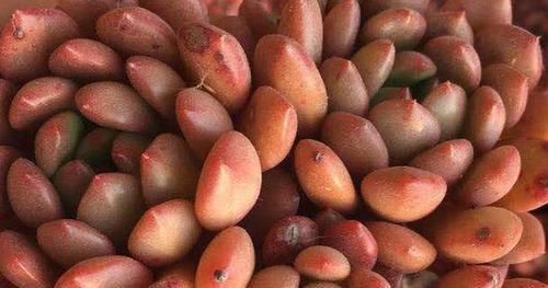  『开挂』多肉植物开挂区和逆挂区都有哪些地方？你在什么的地域？