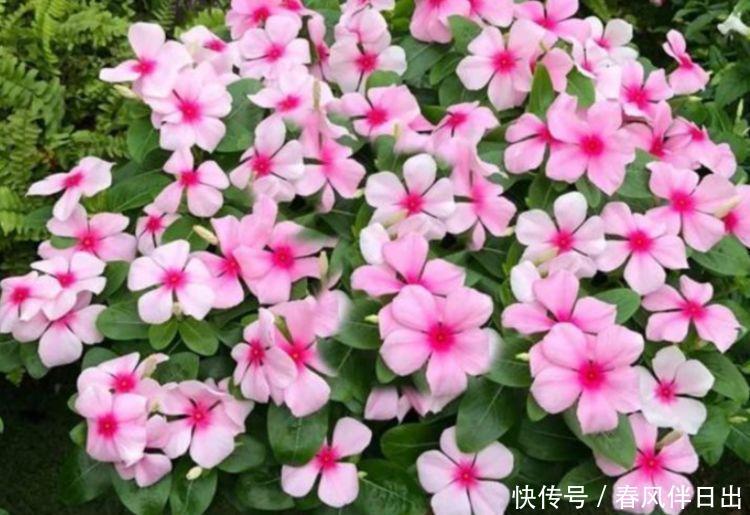『试试』养花试试这几款,花开繁盛花香怡人,妖艳妖娆,层层交叠