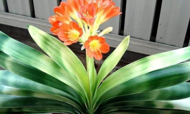 【夏季】夏季种植君子兰，这4方面养护，你做到位了吗？早知道早纠正