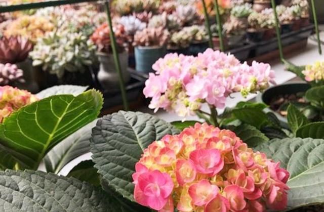  扦插：养绣球花，用对“技术”，爆盆没问题！