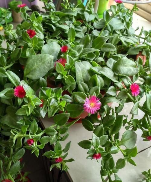  『室内空气』此花花量大，花色艳，花期长，长势茂盛