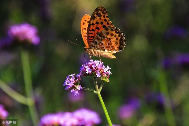 农村俗语说的：立秋不是秋，天凉要到白露后，今年立秋之后还热吗