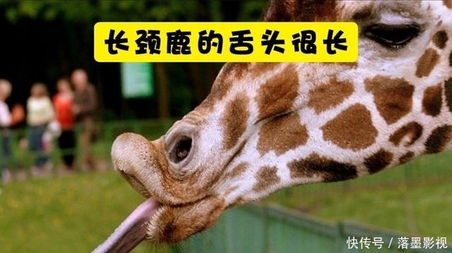 『长颈鹿』关于长颈鹿,你所不知道的10个有趣事实
